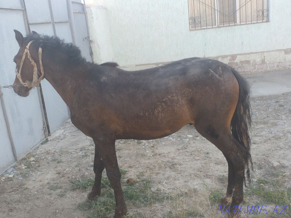 Tai 1.5 zhas jemde turgan Нурмухамеда Есентаева - photo 3