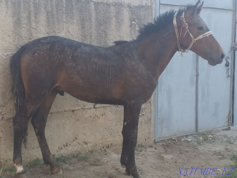 Tai 1.5 zhas jemde turgan Нурмухамеда Есентаева - photo 5