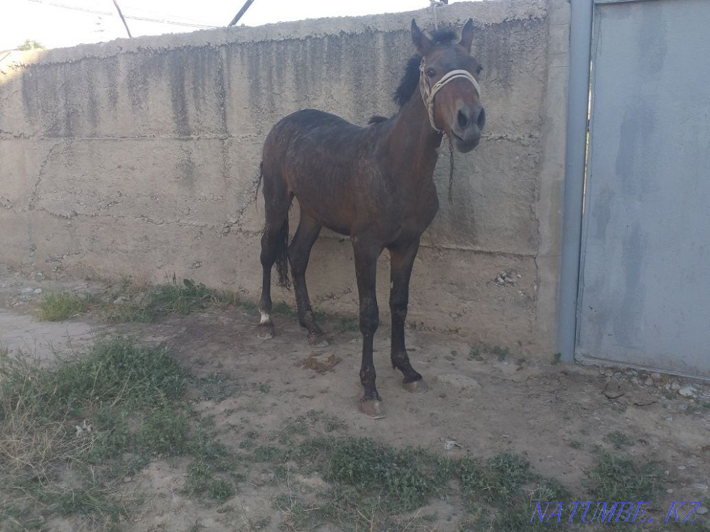 Tai 1.5 zhas jemde turgan Нурмухамеда Есентаева - photo 4