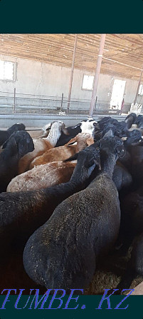 Koi Sheep SHANYRAK2. Delivery TEGIN soyuy TEGIN soyamyz Halal Almaty. Almaty - photo 1