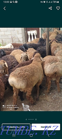 Koi Sheep SHANYRAK2. Delivery TEGIN soyuy TEGIN soyamyz Halal Almaty. Almaty - photo 6