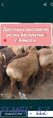 Кой Бараны (Инъекция химиясы сыз) таза қойлар токты сатылада семиз г Алма  Алматы - изображение 1