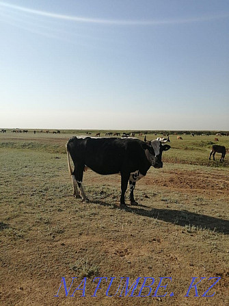 Продам яловую корову  - изображение 1