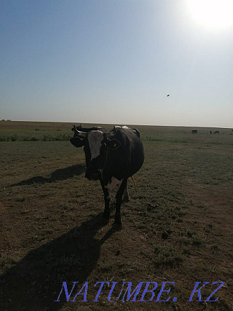 Sell barren cow  - photo 2