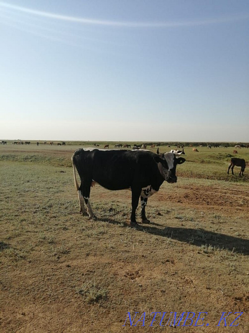 Продам яловую корову  - изображение 1