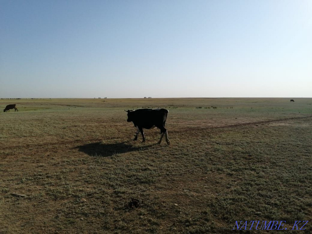 Продам яловую корову  - изображение 3