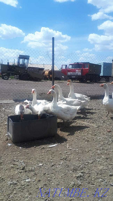 Асыл тұқымды қаздар Сату  Екібастұз - изображение 2