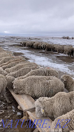 Merino sheep Taldykorgan - photo 2