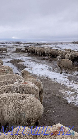 Merino sheep Taldykorgan - photo 1