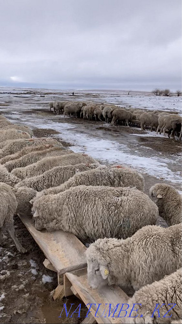 Merino sheep Taldykorgan - photo 2