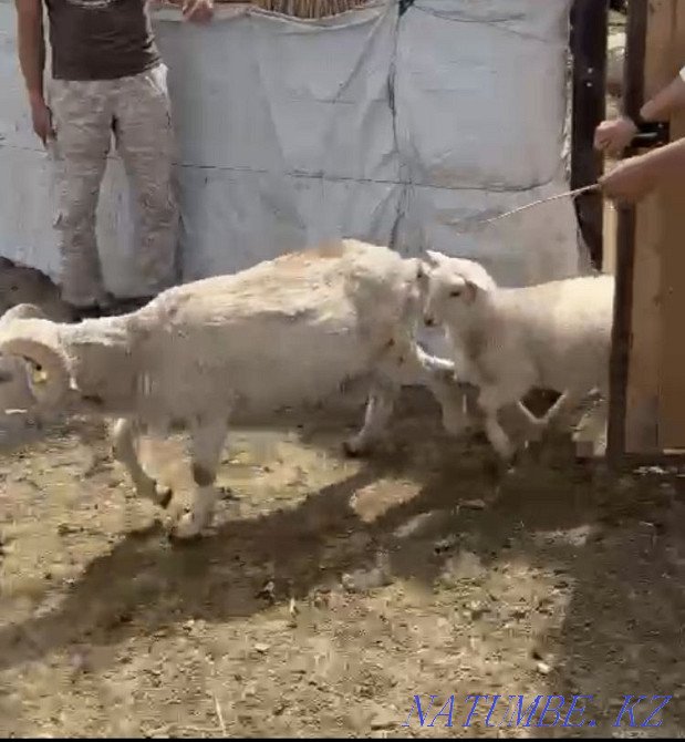 Merino sheep Taldykorgan - photo 3