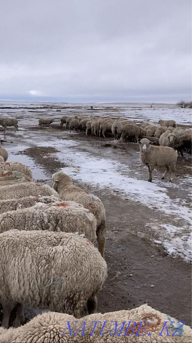 Merino sheep Taldykorgan - photo 1