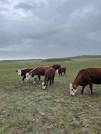 Продам корову белоголовую Щучинск