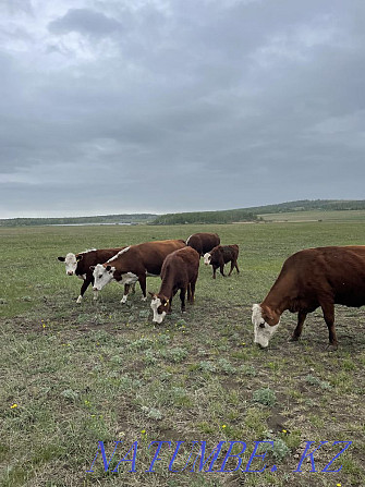 white cow for sale Shchuchinsk - photo 1