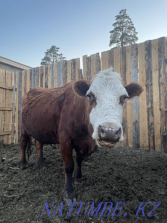 white cow for sale Shchuchinsk - photo 2