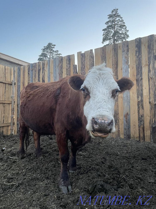 white cow for sale Shchuchinsk - photo 2