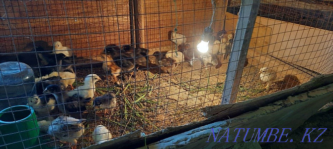 chickens for sale Нурмухамеда Есентаева - photo 3