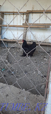 chickens for sale Нурмухамеда Есентаева - photo 2