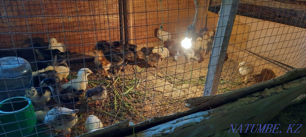 Продаются Циплята Нурмухамеда Есентаева - изображение 3