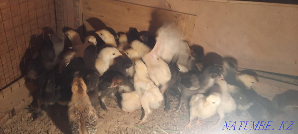 Продаются Циплята Нурмухамеда Есентаева - изображение 1