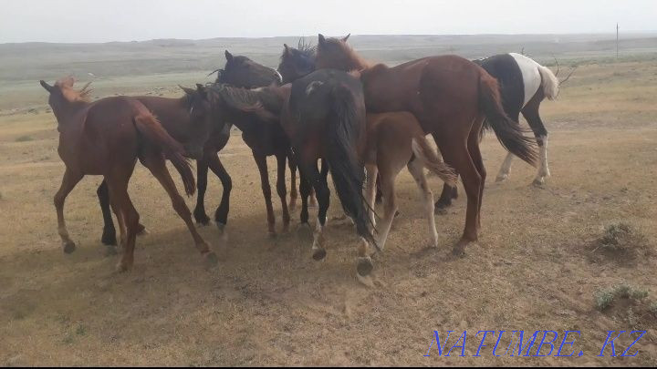 Zhylky satylada, 25 yry tai, 15 baital, 10 yerkek Almaty - photo 1