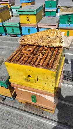 Пчёлы. Продам пчелосемьи на высадку. Пчелы. Улья. Пчелосемьи. Almaty