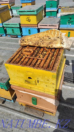 Bees. Selling bee colonies for planting. bees. Hive. Bee colonies. Almaty - photo 2