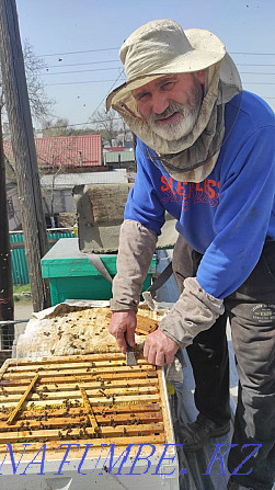Пчёлы. Продам пчелосемьи на высадку. Пчелы. Улья. Пчелосемьи. Алматы - изображение 1