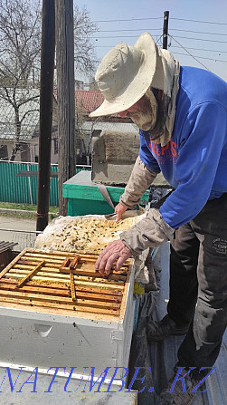 Bees. Selling bee colonies for planting. bees. Hive. Bee colonies. Almaty - photo 7