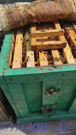 Пчёлы. Продам пчелосемьи на высадку. Пчелы. Улья. Пчелосемьи. Алматы - изображение 4