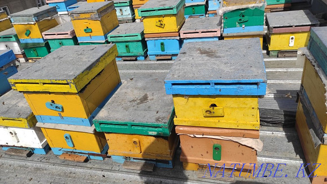 Пчёлы. Продам пчелосемьи на высадку. Пчелы. Улья. Пчелосемьи. Алматы - изображение 3