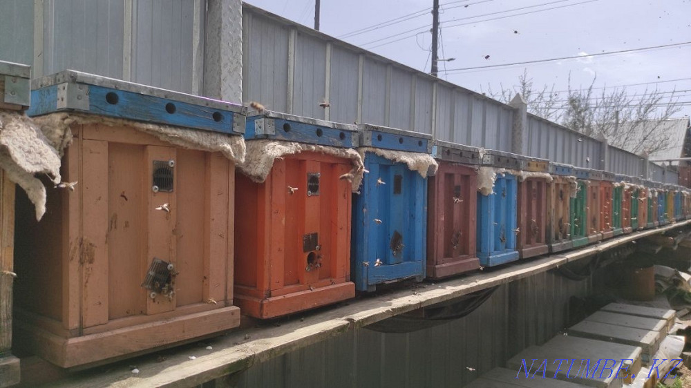 Bees. Selling bee colonies for planting. bees. Hive. Bee colonies. Almaty - photo 6