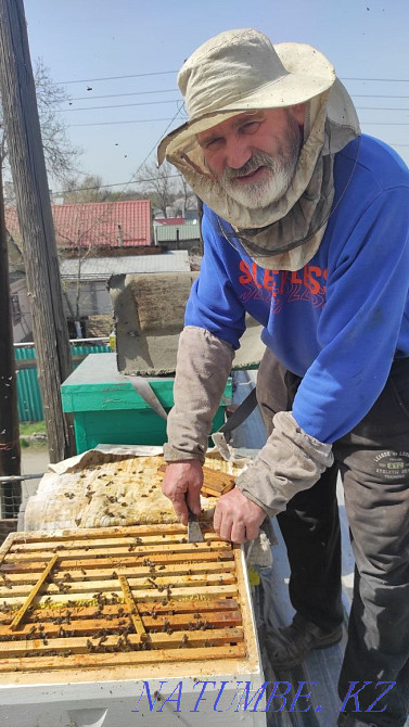Bees. Selling bee colonies for planting. bees. Hive. Bee colonies. Almaty - photo 1