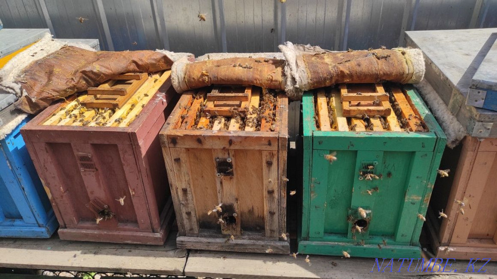 Bees. Selling bee colonies for planting. bees. Hive. Bee colonies. Almaty - photo 5