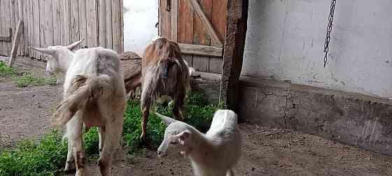 Продам коз с козлятами Уштобе