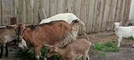 Продам коз с козлятами  Үштөбе