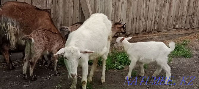 Selling goats with kids Ush-Tyube - photo 4