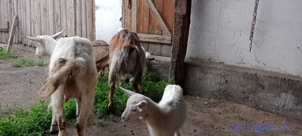 Балаларымен ешкі сату  Үштөбе - изображение 3