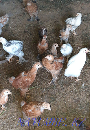 chickens for sale Шиели - photo 3