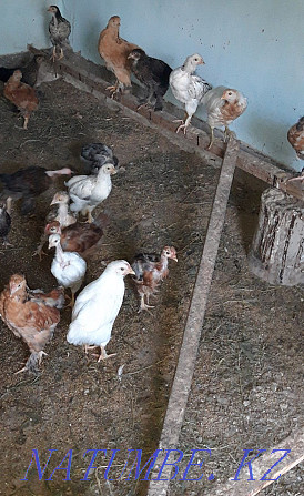 chickens for sale Шиели - photo 2