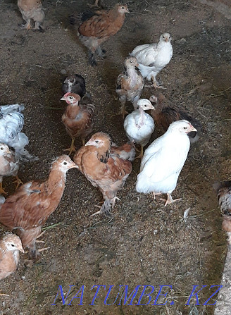 chickens for sale Шиели - photo 1