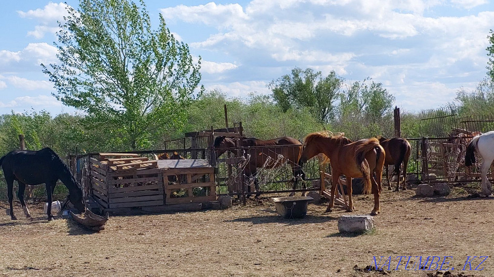 Саумал лечебный ,всё в открытую  - изображение 2