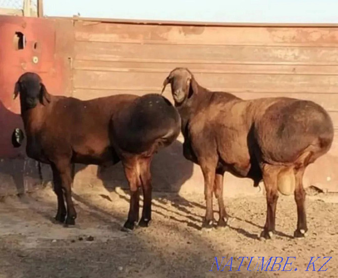 ?oy Et Baran Koi Mutton Shymkent - photo 1