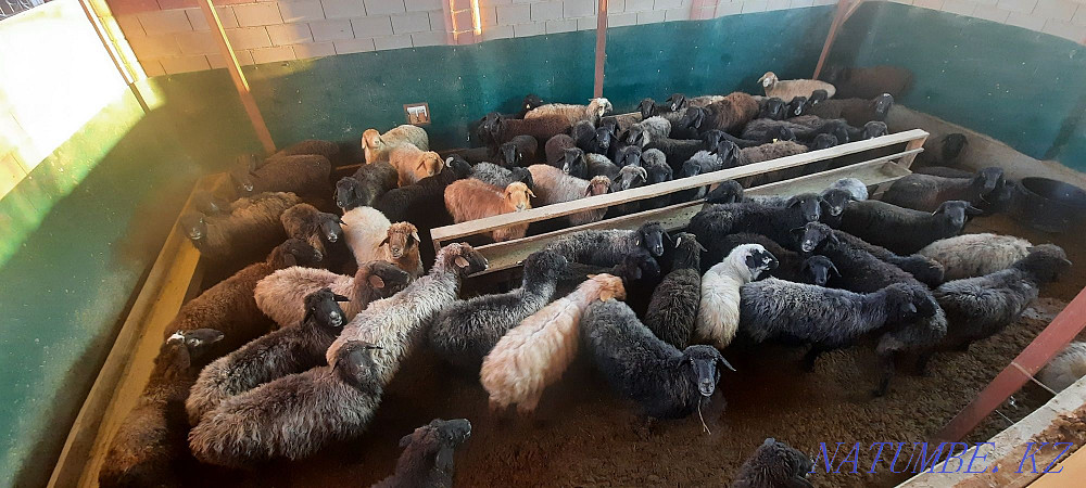 Кой токты тусак кошкар сатылады Кызылорда - изображение 1