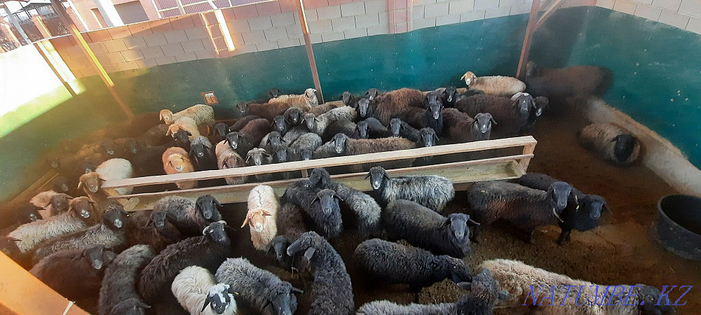 Кой токты тусак кошкар сатылады Кызылорда - изображение 3