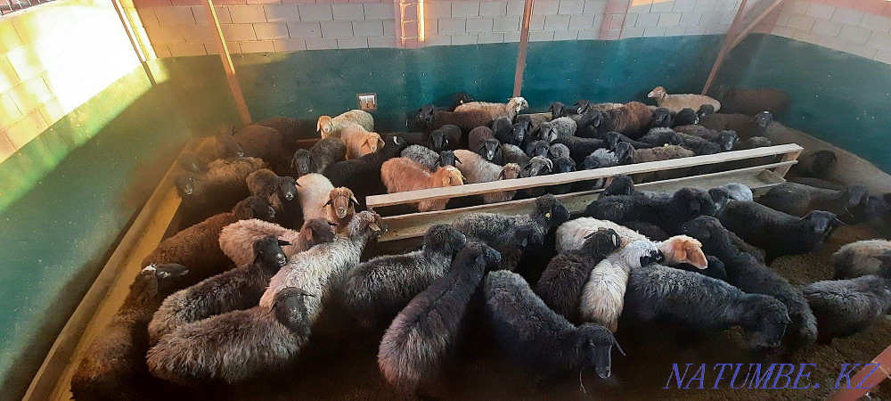 Кой токты тусак кошкар сатылады Кызылорда - изображение 2