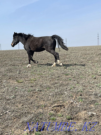 High blooded young mares for sale Karagandy - photo 4