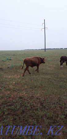 Selling 2 bulls and 1 heifer Мичурино - photo 2