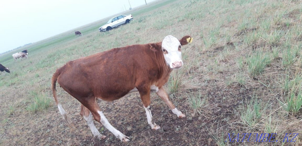 Selling 2 bulls and 1 heifer Мичурино - photo 3