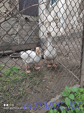 Linda geese for sale Urochishche Talgarbaytuma - photo 3